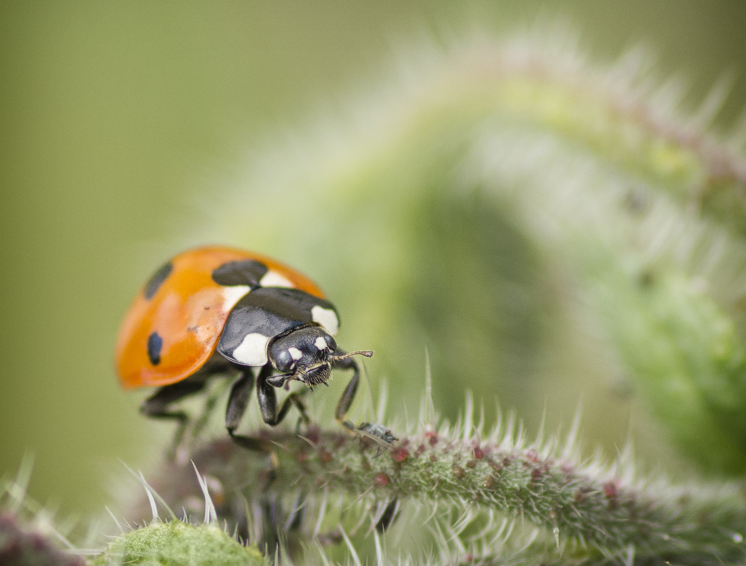 LadyBug